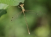 J18_0660 Lestes barbarus male